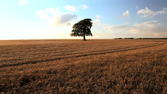 Wind motion through barley, UK