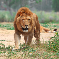 Close Up picture of a male lion on the grass