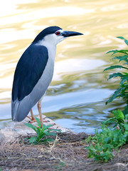 Black-crowned Night Heron (Nycticorax nycticorax)
