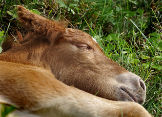 Fototapeta premium Portrait of sleeping wildhorse foal in Lojsta Hed, Gotland, Sweden. Porträtt av vildhäst föl som sover i gräset.