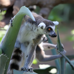ring-tailed lemur in zoo