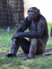 monkey sitting on a rock at the zoo.