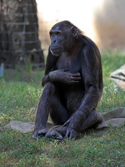 Chimpanzee sitting on a grass in a zoo