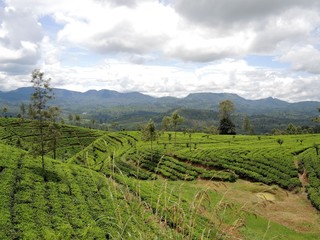 Fototapeta na wymiar Tea plantations in Nuwara Elia