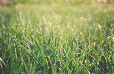 Water drops on grass