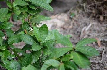 Green Plant Background