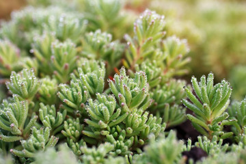 nature morning background