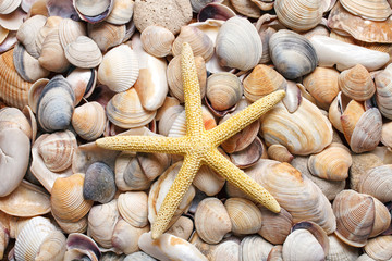 sea shells background.Starfish