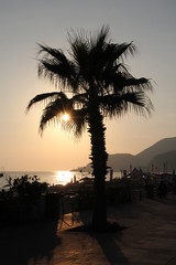 Sunset over silhouette of palm trea in seaside