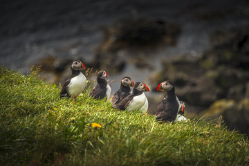 Icelandic puffins at remote islands on Iceland, summer time