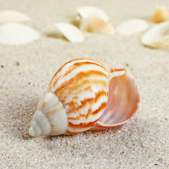 beautiful Sea shells on sand. 