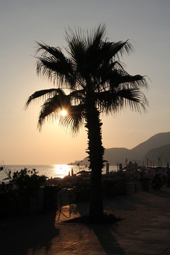 Sunset over silhouette of palm trea in seaside