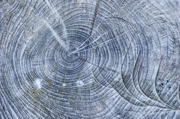 Abstract lines tree stump texture background