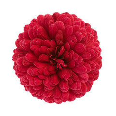 Red Chrysanthemum flower