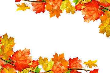 autumn leaves isolated on white background.