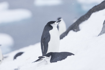 Obraz premium Chinstrap penguin, Antarctica.
