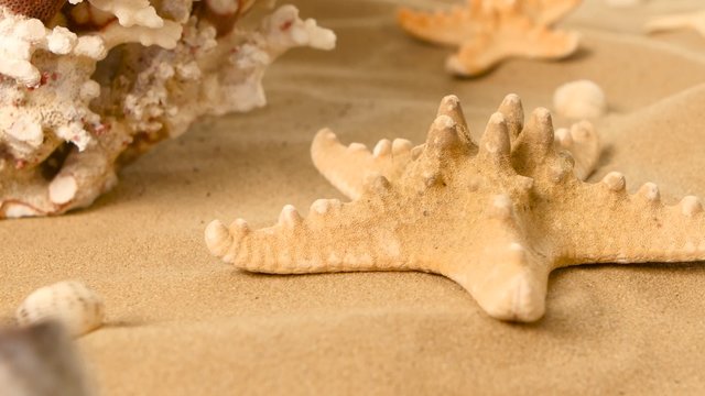 Starfish on a sand beach, coral, rotation, closeup