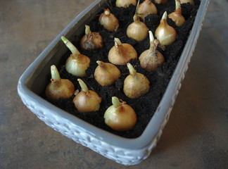Spring onion seedlings to grow at home.
