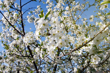 white flowers blooming on branch