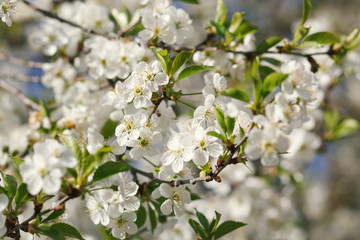 white flowers blooming on branch