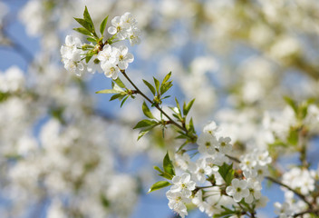 white flowers blooming on branch