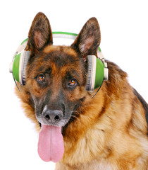 Cute dog with headphones isolated on white