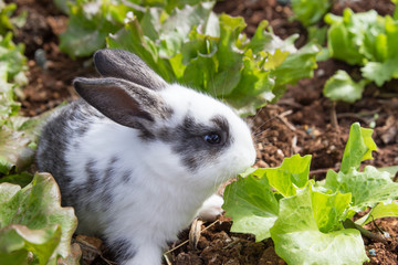 Little rabbit eating lettuce in garden