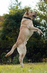 Labrador retriever jumping