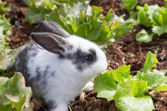 Little Rabbit Eating Lettuce In Garden