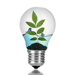 Green eco energy concept. Tree leaves growing inside light bulb with water, isolated on white