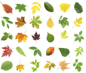 Different colorful leaves, isolated on white