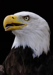 bald eagle portrait