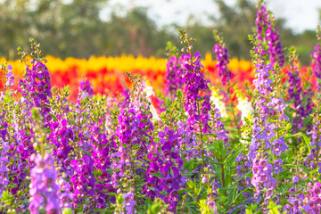 Obraz premium Flower background