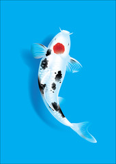 Koi carp on blue