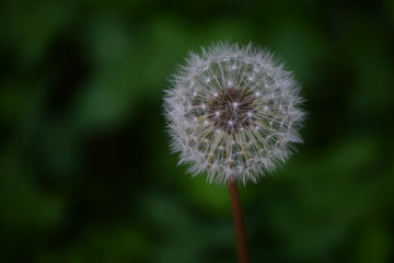 Одуванчик полевой!