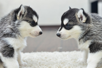 Siberian husky puppy with blue eyes