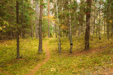 Winding path lane walkway way through beautiful coniferous autum