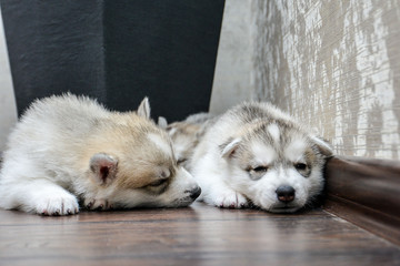 Obraz premium Siberian husky puppy with blue eyes