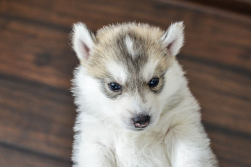 Obraz premium Siberian husky puppy with blue eyes