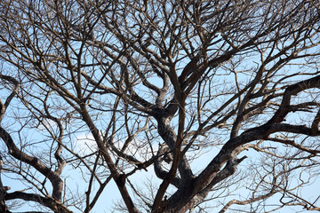 dry tree background.