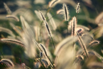 reeds grass background