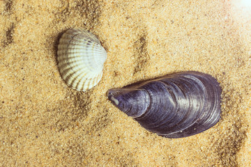 seashells on sand beach