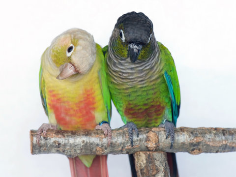 Cinnamon mutation and Normal Green Cheeked Conure Parakeets
