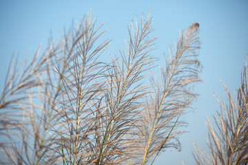 Obraz premium reeds grass against blue sky