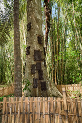Kambira. Large old tree containing several baby graves. Tana Toraja