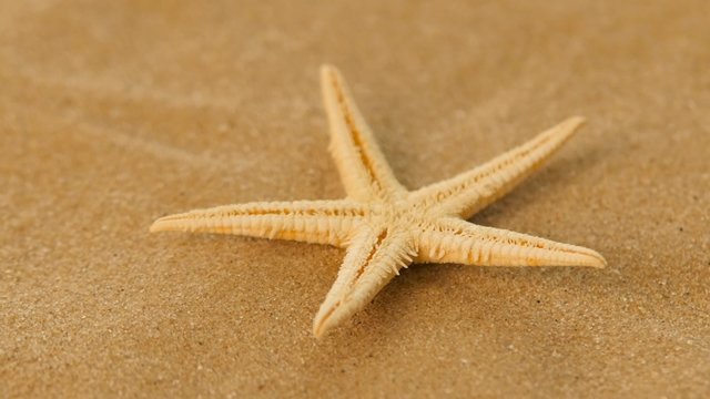 White, starfish, sea, rotation, closeup