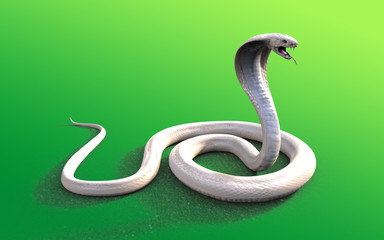 Obraz premium 3d Albino king cobra snake isolated on green background