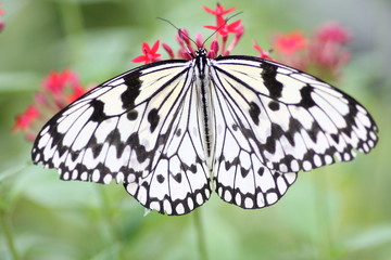 オオゴマダラ(蝶)

