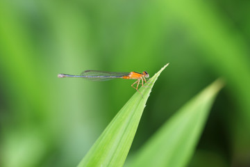 dragonfly on green foliage background