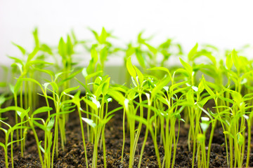 small green tomato seedling